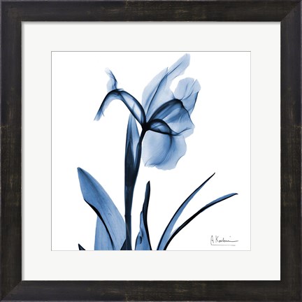Framed Indigo Iris Print