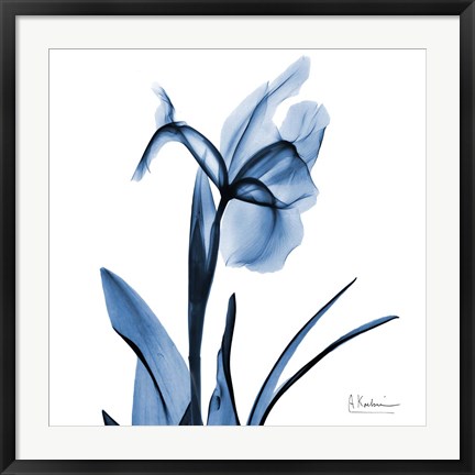 Framed Indigo Iris Print