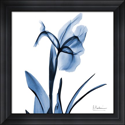 Framed Indigo Iris Print