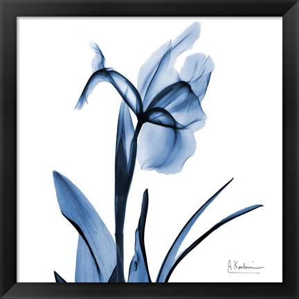 Framed Indigo Iris Print