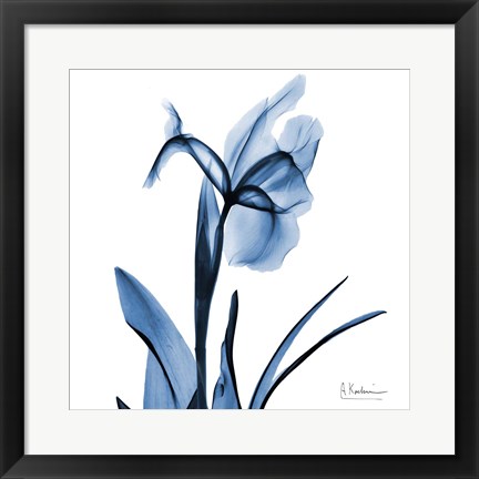 Framed Indigo Iris Print