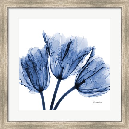 Framed Indigo Stunning Tulips Print