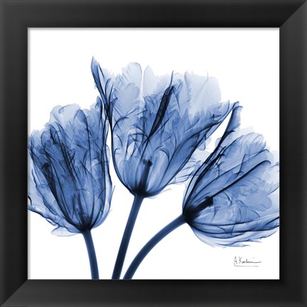 Framed Indigo Stunning Tulips Print