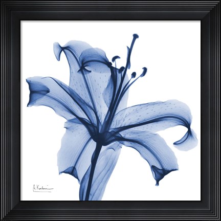 Framed Glorious Indigo Lily Print
