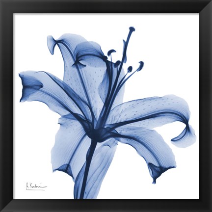 Framed Glorious Indigo Lily Print