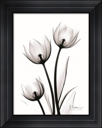 Framed Tulips High Contrast Print