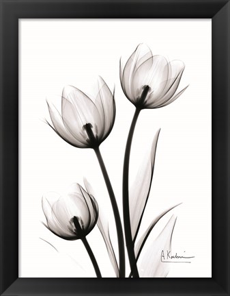 Framed Tulips High Contrast Print