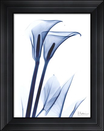 Framed Calla Lily Indigo Print
