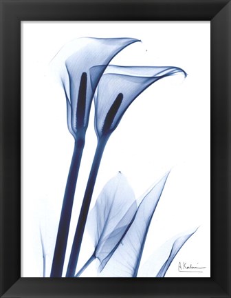 Framed Calla Lily Indigo Print