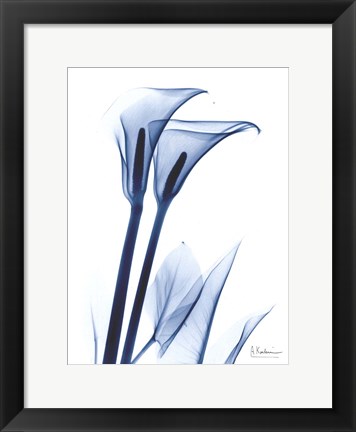 Framed Calla Lily Indigo Print