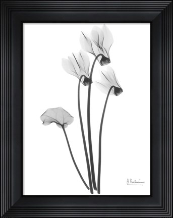 Framed Cyclamen Print