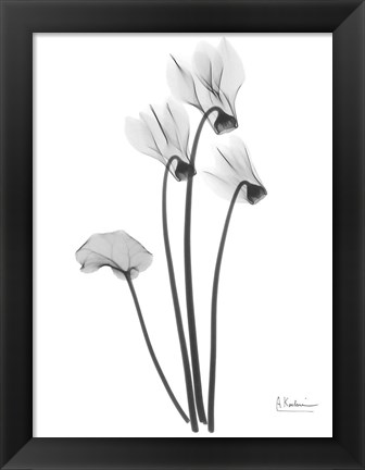 Framed Cyclamen Print