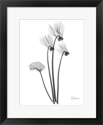 Framed Cyclamen Print