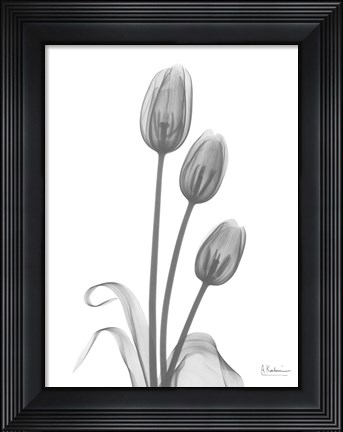 Framed Tulip Print