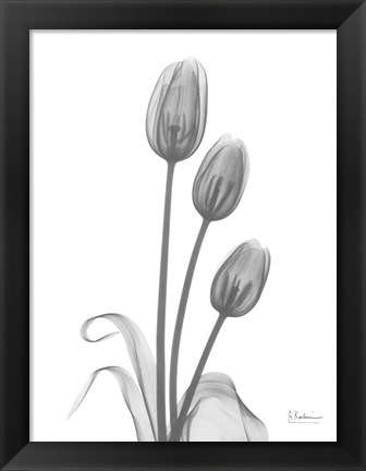 Framed Tulip Print