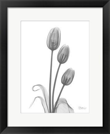 Framed Tulip Print