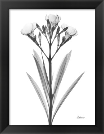 Framed Oleander Print