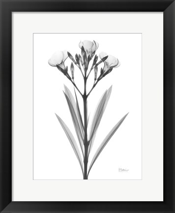Framed Oleander Print