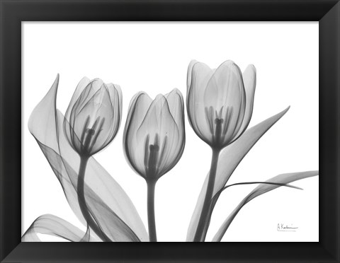 Framed Didiers Tulip Print