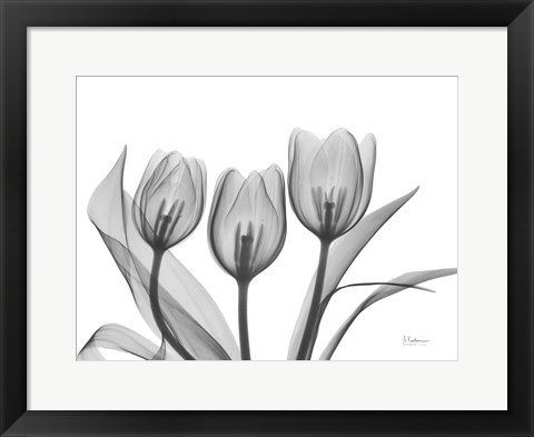 Framed Didiers Tulip Print