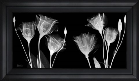 Framed BW Gentian Print
