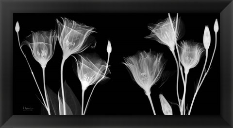 Framed BW Gentian Print