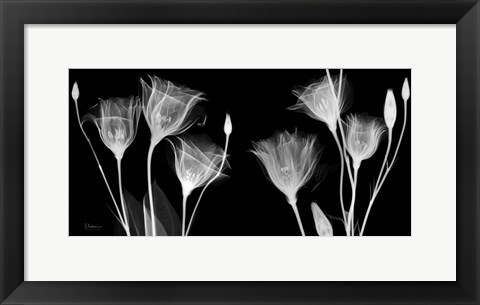 Framed BW Gentian Print