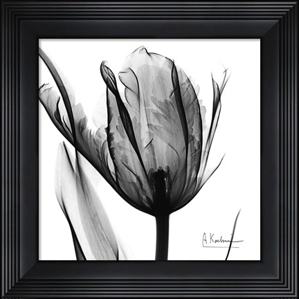 Framed High Contrast Tulip Print