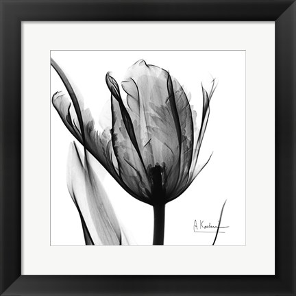 Framed High Contrast Tulip Print