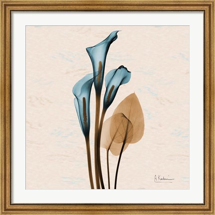 Framed Calla Lily Blue Brown Print