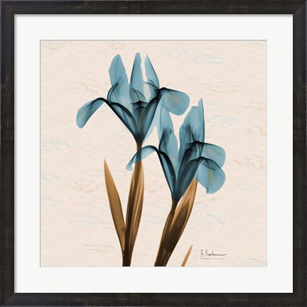 Framed Iris Blue Brown Print