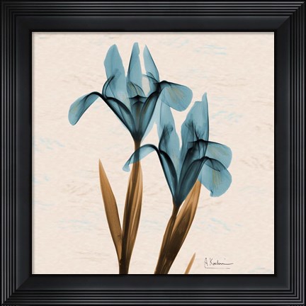 Framed Iris Blue Brown Print