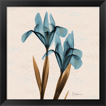 Framed Iris Blue Brown Print