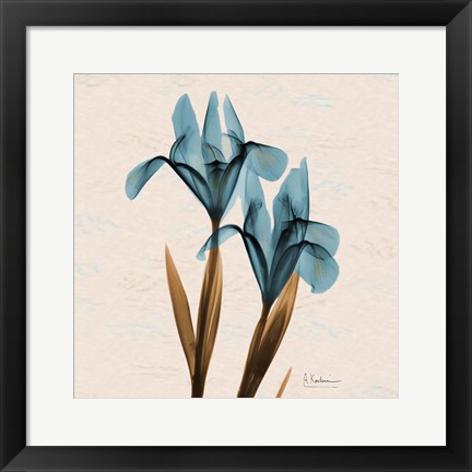 Framed Iris Blue Brown Print