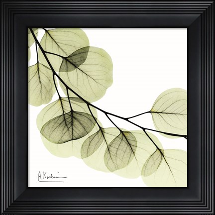 Framed Mint Eucalyptus 2 Print