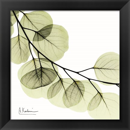 Framed Mint Eucalyptus 2 Print