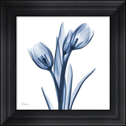 Framed Tulips Indigo Print