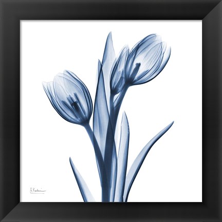 Framed Tulips Indigo Print