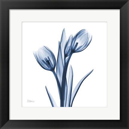 Framed Tulips Indigo Print