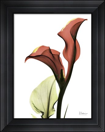Framed Ruby Calla Lily Print