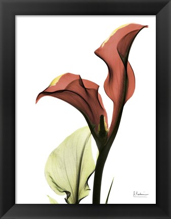 Framed Ruby Calla Lily Print