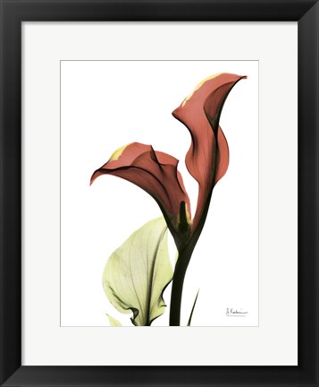 Framed Ruby Calla Lily Print