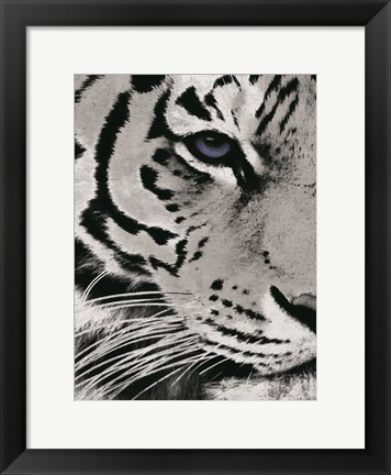 Framed Tiger Purple Eye Print