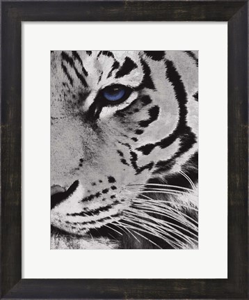 Framed Tiger Purple Eye 2 Print