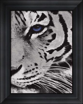 Framed Tiger Purple Eye 2 Print