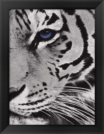 Framed Tiger Purple Eye 2 Print