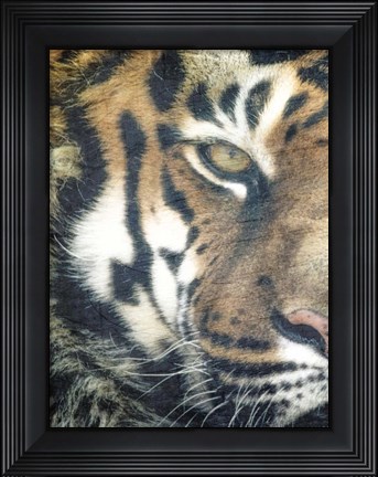 Framed Focus A Print