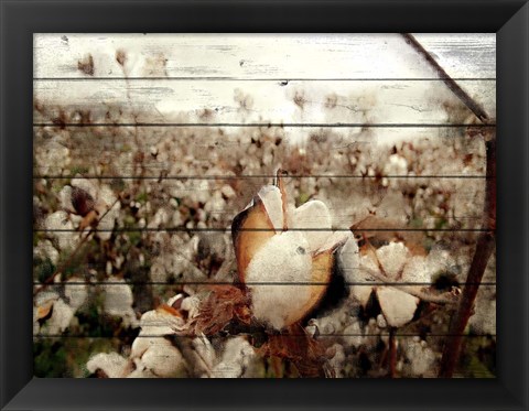 Framed Cotton Field 1 Print