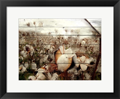 Framed Cotton Field 1 Print