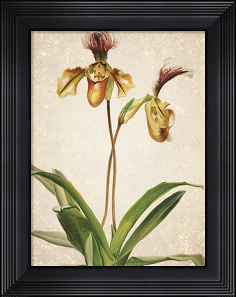 Framed Orchids  1 Print